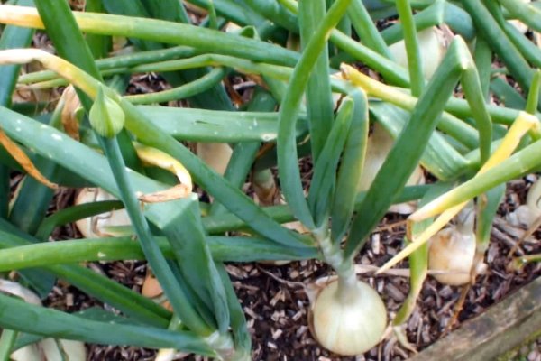 Кракен войти сегодня